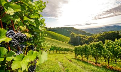 Köln Weinverkostung